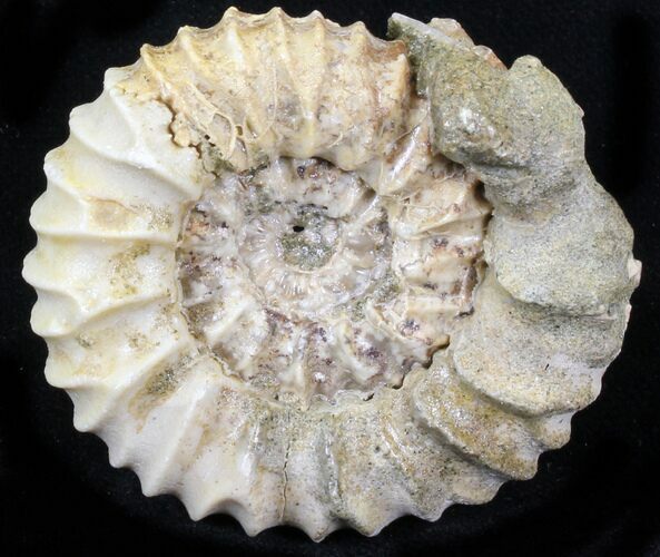 Pavlovia Ammonite Fossil - Siberia #29736